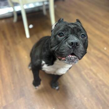 Duchess of Avalon -  English Bulldog Dog for Adoption in Port Richey, Florida - Duchess Of Avalon | PetCurious