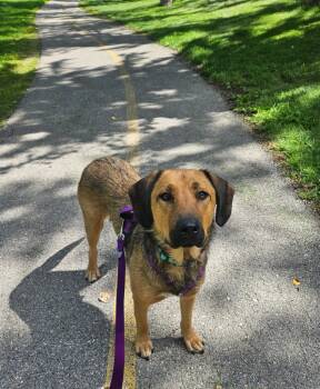 Rescue Labrador Retriever and Shepherd Dogs for Adoption in Calgary, Alberta - Thumper | PetCurious