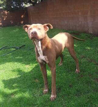 Greyhound and Pit Bull Terrier Dogs Available for Adoption in Ventura, California - Ajax  | PetCurious