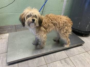 Lhasa Apso and Mixed Breed Dogs Available for Adoption in Grand Prairie, Texas - JETT 2 DELAYED | PetCurious