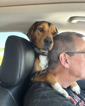 Jake -  Beagle Dog for Adoption in Brookville, Ohio - Jake | PetCurious