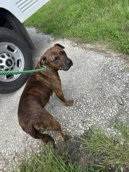 Rescue American Staffordshire Terrier and Mixed Breed Dogs for Adoption in Chester, South Carolina - ERIN | PetCurious