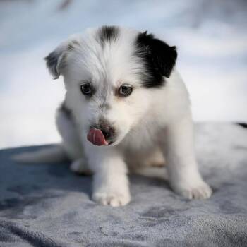 Great Pyrenees Dogs Available for Adoption - CT Tater | PetCurious