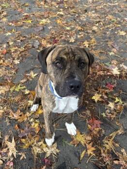 Rescue Mixed Breed Dogs for Adoption in West Chester, Pennsylvania - Kratos | PetCurious