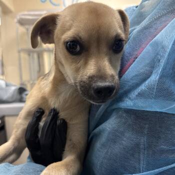Summer -  Chihuahua Dog for Adoption in Reno, Nevada - Summer | PetCurious