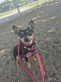 Peach (Female) and Bowser (Male) -  Terrier Dog for Adoption in Pueblo, Colorado - Peach (Female) And Bowser (Male) | PetCurious