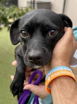 Nala -  Mixed Breed Dog for Adoption in Wichita, Kansas - Nala | PetCurious
