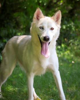 BANANA BOAT (0678) -  Husky Dog for Adoption in Bridgeport, Connecticut - BANANA BOAT (0678) | PetCurious