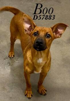 Boo -  Chihuahua and Mixed Breed Dog for Adoption in Clarksville, Tennessee - Boo | PetCurious