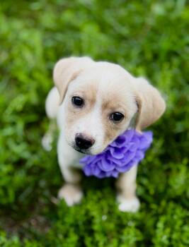 Terrier Dogs Available for Adoption in Lucedale, Mississippi - Jill | PetCurious