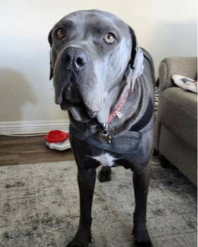 Rescue Cane Corso Dogs for Adoption in San Diego, California - Duke - Courtesy Post | PetCurious