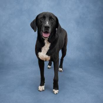 Al -  Labrador Retriever Dog for Adoption in Heber Springs, Arkansas - Al | PetCurious