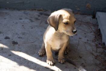 Bisquit -  Chihuahua and Dachshund Dog for Adoption in Santa Rosa, California - Bisquit | PetCurious