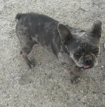 Rescue French Bulldog Dogs for Adoption in Severance, Colorado - Frannie | PetCurious