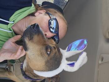 Pit Bull Terrier Dogs Available for Adoption in Nucla, Colorado - Molly | PetCurious