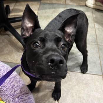 Blueberry -  Mixed Breed Dog for Adoption in Chattanooga, Tennessee - Blueberry | PetCurious