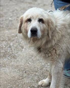Rescue Great Pyrenees Dogs for Adoption in Neshkoro, Wisconsin - Sam | PetCurious