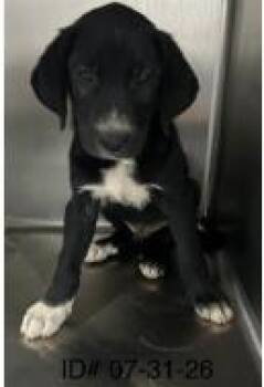 Gator -  Mixed Breed Dog for Adoption in Largo, Florida - Gator | PetCurious