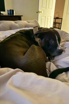 Chester -  Mixed Breed Dog for Adoption in Cincinnati, Ohio - Chester | PetCurious