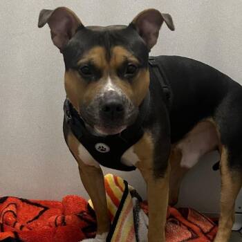 Pit Bull Terrier Dogs Available for Adoption in Des Moines, Iowa - Tyson | PetCurious
