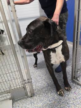 Bosco -  Great Dane and Mastiff Dog for Adoption in Angola, Indiana - Bosco | PetCurious
