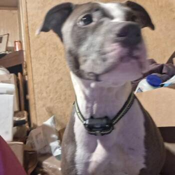 Zella -  Mixed Breed Dog for Adoption in Asheville, North Carolina - Zella | PetCurious