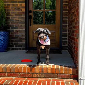 SADIE SWEET PEA -  Labradoodle Dog for Adoption in Fosters, Alabama - SADIE SWEET PEA | PetCurious