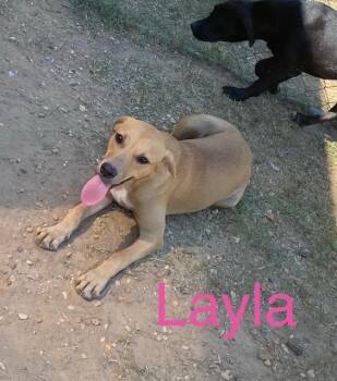 Layla -  Labrador Retriever and Mixed Breed Dog for Adoption in Zimmerman, Minnesota - Layla | PetCurious