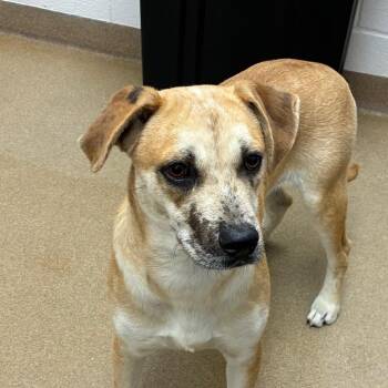 Labrador Retriever Dogs Available for Adoption - Hanzel | PetCurious