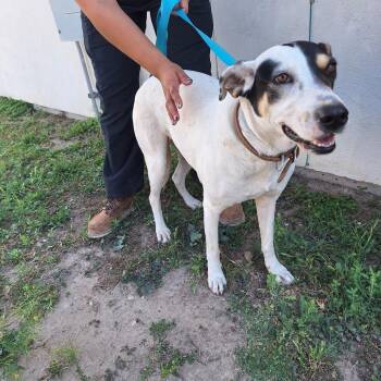 Labrador Retriever and Coonhound Dogs Available for Adoption in Austin, Texas - Coco | PetCurious