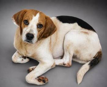Ava -  Beagle and Mixed Breed Dog for Adoption in Bowling Green, Kentucky - Ava | PetCurious