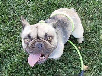 SELMA -  French Bulldog Dog for Adoption in Martinez, California - SELMA | PetCurious