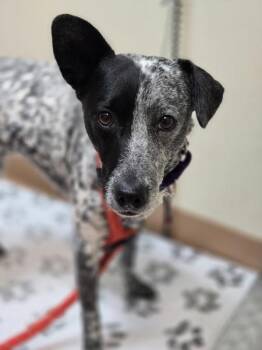 Sienna -  Australian Cattle Dog Blue Heeler Dog for Adoption in Kennewick, Washington - Sienna | PetCurious