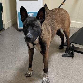 Helen -  Belgian Shepherd Malinois and Mixed Breed Dog for Adoption in Pasadena, California - Helen | PetCurious
