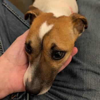 Mixed Breed Dogs Available for Adoption in Mentor, Ohio - Shorty | PetCurious