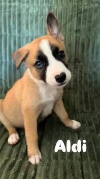 Aldi -  German Shepherd Dog Dog for Adoption in Greensboro, North Carolina - Aldi | PetCurious