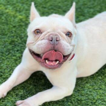 Miss Elizabeth -  French Bulldog Dog for Adoption in Saint Charles, Missouri - Miss Elizabeth | PetCurious