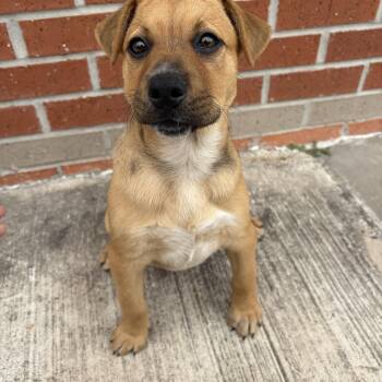 Black Mouth Cur and Rhodesian Ridgeback Dogs Available for Adoption - Yuco | PetCurious