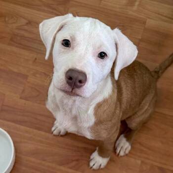 Charlotte -  Mixed Breed Dog for Adoption in Jacksonville, Florida - Charlotte | PetCurious