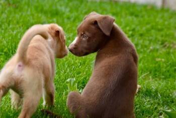 Australian Shepherd and Mixed Breed Dogs Available for Adoption in Clinton, Wisconsin - Bingo | PetCurious