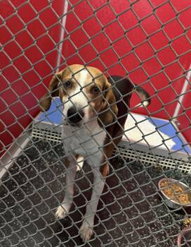 Rescue Hound Dogs for Adoption in Conway, South Carolina - Meet Buddy — Your New Best Friend In Waiting! | PetCurious