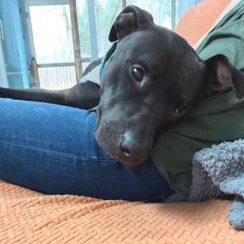 Gonzo (CL-SS) -  Pit Bull Terrier Dog for Adoption in Austin, Texas - Gonzo (CL-SS) | PetCurious