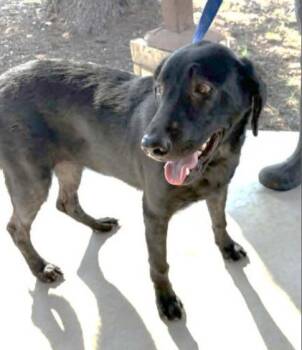 Avalon $500 -  Labrador Retriever Dog for Adoption in West Milwaukee, Wisconsin - Avalon $500 | PetCurious