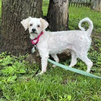 Bichon Frise and Maltese Dogs Available for Adoption in Phoenixville, Pennsylvania - Ramona | PetCurious