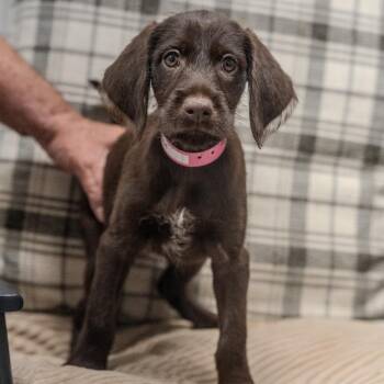 Angel -  Chocolate Labrador Retriever and Mixed Breed Dog for Adoption in Pawling, New York - Angel | PetCurious