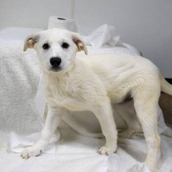 Angel Soft -  Great Pyrenees Dog for Adoption in Valparaiso, Indiana - Angel Soft | PetCurious