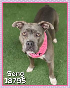 Staffordshire Bull Terrier Dogs Available for Adoption in Marietta, Georgia - SONG | PetCurious