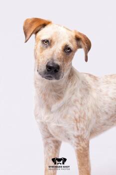 Guppy (CP) -  Australian Cattle Dog Blue Heeler Dog for Adoption in Dallas, Texas - Guppy (CP) | PetCurious