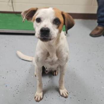 Josie -  Boxer and Mixed Breed Dog for Adoption in Fairfax, Virginia - Josie | PetCurious