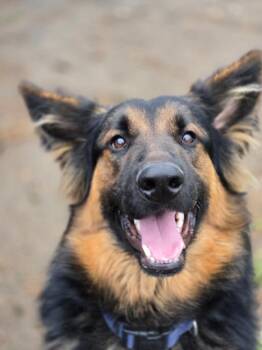 German Shepherd Dog Dogs Available for Adoption in Kennewick, Washington - Oso | PetCurious